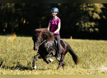 Icelandic Horse, Stallion, 10 years, 14.1 hh, Black