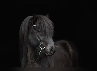 Icelandic Horse, Stallion, 10 years, 14,1 hh, Black