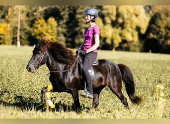 Icelandic Horse, Stallion, 10 years, 14.1 hh, Black