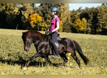 Icelandic Horse, Stallion, 10 years, 14.1 hh, Black