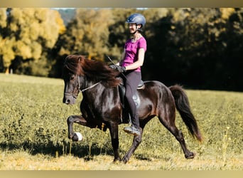 Icelandic Horse, Stallion, 10 years, 14.1 hh, Black