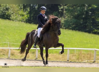 Icelandic Horse, Stallion, 10 years, 14,1 hh, Black