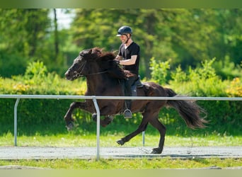 Icelandic Horse, Stallion, 10 years, 14.2 hh, Black