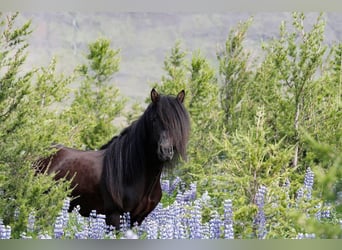 Icelandic Horse, Stallion, 10 years, 14.2 hh, Black