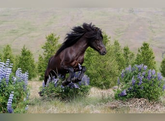 Icelandic Horse, Stallion, 10 years, 14.2 hh, Black