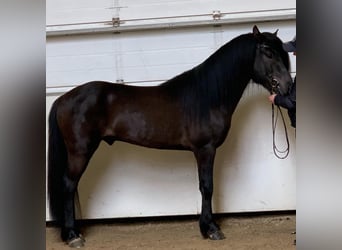 Icelandic Horse, Stallion, 10 years, 14.2 hh, Black