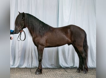Icelandic Horse, Stallion, 10 years, 14.2 hh, Black
