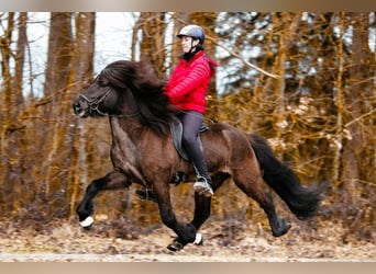 Icelandic Horse, Stallion, 10 years, 14,2 hh, Black