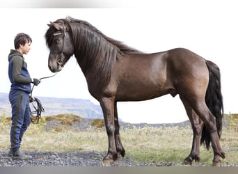 Icelandic Horse, Stallion, 10 years, 14 hh, Black