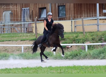 Icelandic Horse, Stallion, 11 years, 13.3 hh, Black