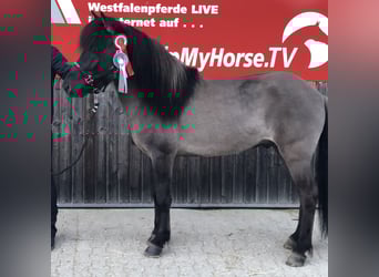 Icelandic Horse, Stallion, 11 years, 13.3 hh, Dun