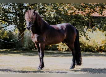 Icelandic Horse, Stallion, 11 years, 14.1 hh, Black