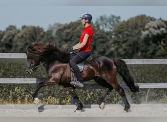 Icelandic Horse, Stallion, 11 years, 14.1 hh, Black