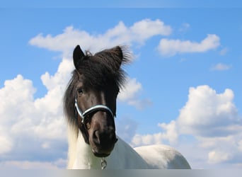 Icelandic Horse, Stallion, 12 years, 13,1 hh, Pinto