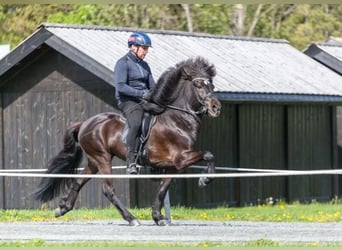 Icelandic Horse, Stallion, 12 years, 13.2 hh, Black