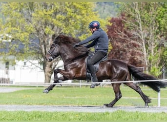 Icelandic Horse, Stallion, 12 years, 13.2 hh, Black