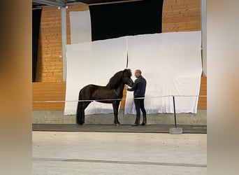 Icelandic Horse, Stallion, 12 years, 13.2 hh, Black