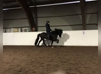 Icelandic Horse, Stallion, 12 years, 13.2 hh, Black