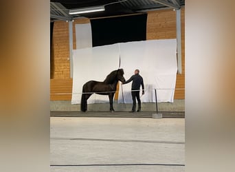 Icelandic Horse, Stallion, 12 years, 13,2 hh, Black