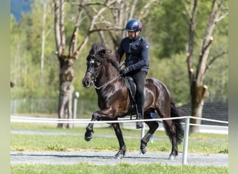 Icelandic Horse, Stallion, 12 years, 13,2 hh, Black