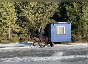 Icelandic Horse, Stallion, 12 years, 13,2 hh, Black