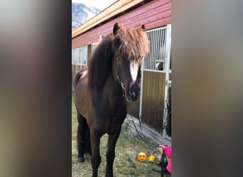 Icelandic Horse, Stallion, 12 years, 13,2 hh, Black
