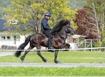 Icelandic Horse, Stallion, 12 years, 13,2 hh, Black