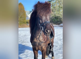 Icelandic Horse, Stallion, 12 years, 13,2 hh, Black