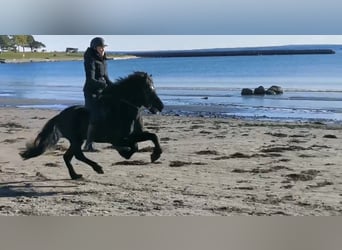 Icelandic Horse, Stallion, 12 years, 13,2 hh, Black
