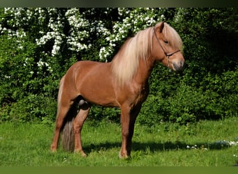 Icelandic Horse, Stallion, 12 years, Chestnut-Red