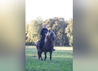 Icelandic Horse, Stallion, 13 years, 13,3 hh