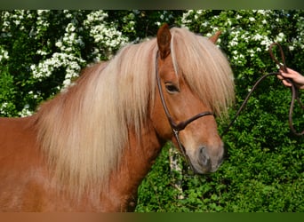 Icelandic Horse, Stallion, 13 years, Chestnut-Red