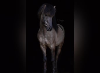 Icelandic Horse, Stallion, 14 years, 14,1 hh, Dun