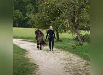 Icelandic Horse, Stallion, 14 years, 14.1 hh, Dun