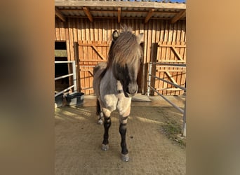 Icelandic Horse, Stallion, 14 years, 14.1 hh, Dun