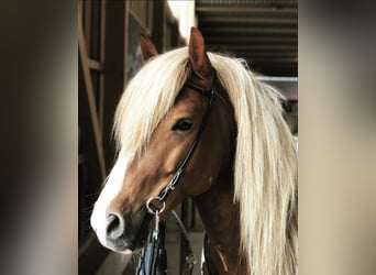 Icelandic Horse, Stallion, 14 years, 14.2 hh, Pinto
