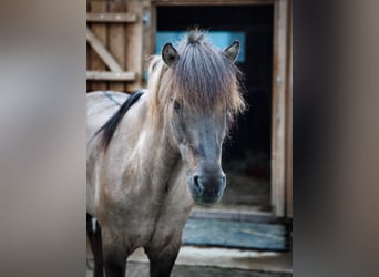 Icelandic Horse, Stallion, 14 years, 14,1 hh, Dun