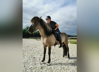 Icelandic Horse, Stallion, 14 years, 14,1 hh, Dun