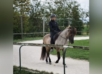 Icelandic Horse, Stallion, 14 years, 14,1 hh, Dun
