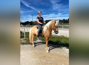 Icelandic Horse, Stallion, 15 years, 13,3 hh, Brown-Light