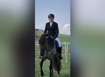 Icelandic Horse, Stallion, 15 years, 14,1 hh, Dun