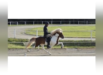 Icelandic Horse, Stallion, 16 years, 14,2 hh, Pinto