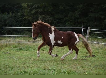 Islandpferd, Hengst, 18 Jahre, 13,1 hh, Schecke