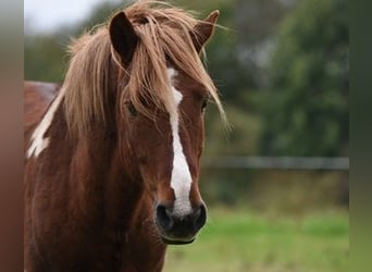 Islandpferd, Hengst, 18 Jahre, 13,1 hh, Schecke