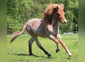 Icelandic Horse, Stallion, 1 year, 13.1 hh, Chestnut-Red