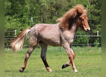 Icelandic Horse, Stallion, 1 year, 13.1 hh, Chestnut-Red