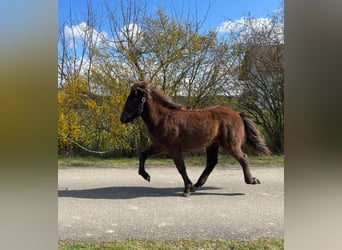 Icelandic Horse, Stallion, 1 year, 13.2 hh, Black