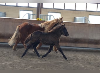 Icelandic Horse, Stallion, 1 year, 13.2 hh, Black