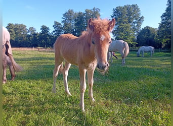 Icelandic Horse, Stallion, 1 year, 13,2 hh, Can be white