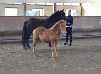 Icelandic Horse, Stallion, 1 year, 13.2 hh, Chestnut-Red
